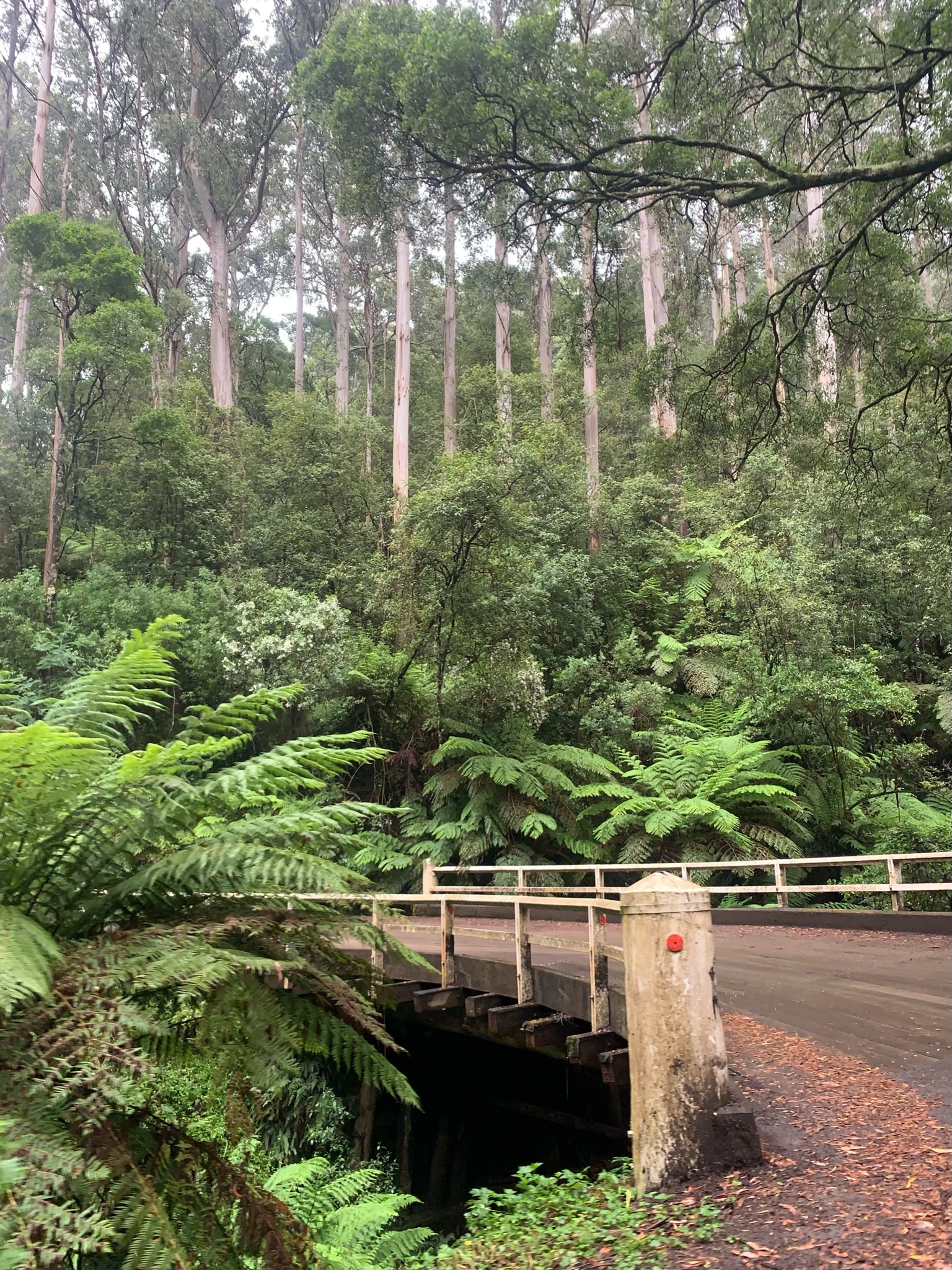 Photo of wooden bridge cutting through in forest.