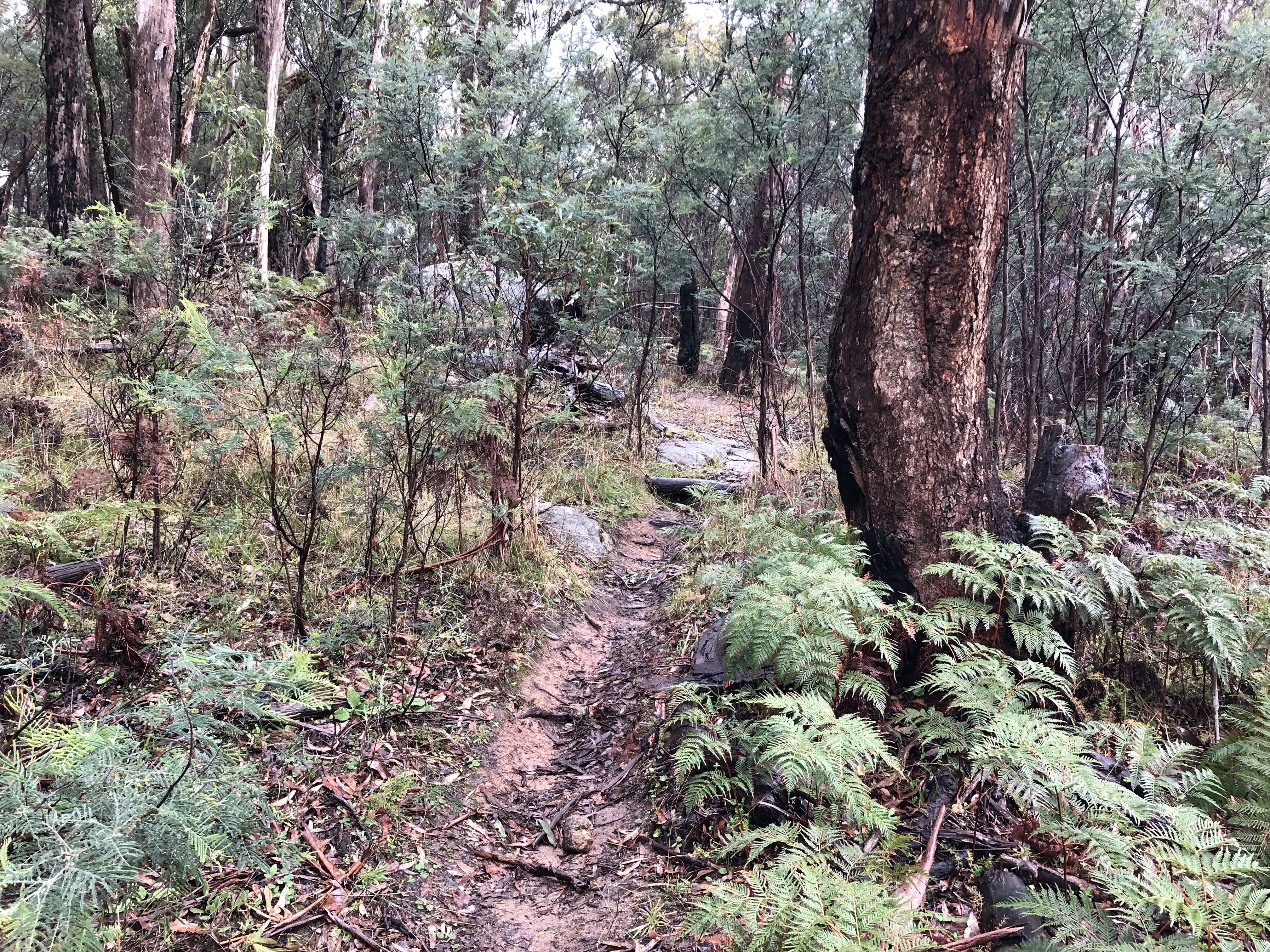 Narrow walking track through Australian bush.