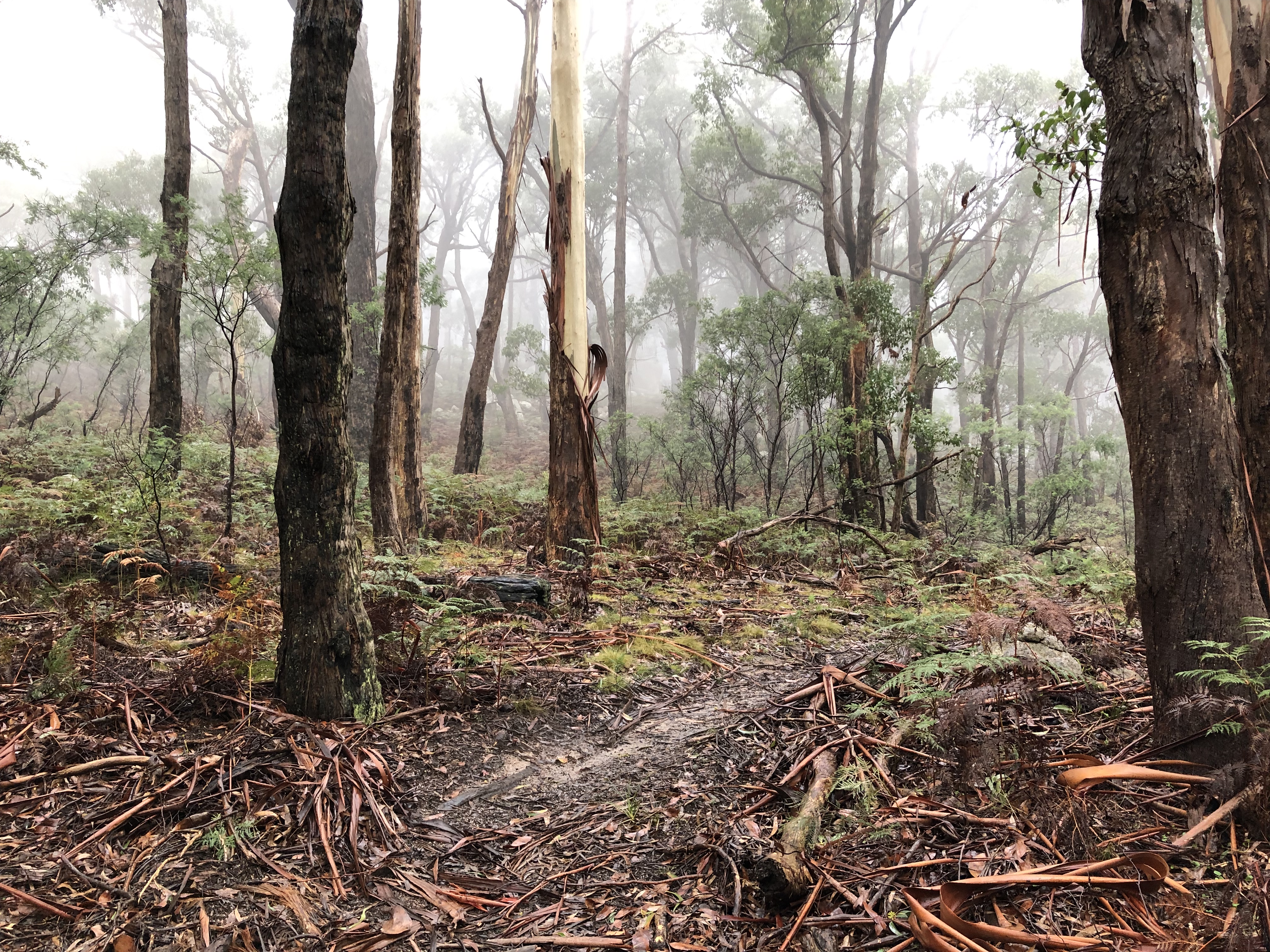 Australian bush scene with tree detritus fallen on the ground.