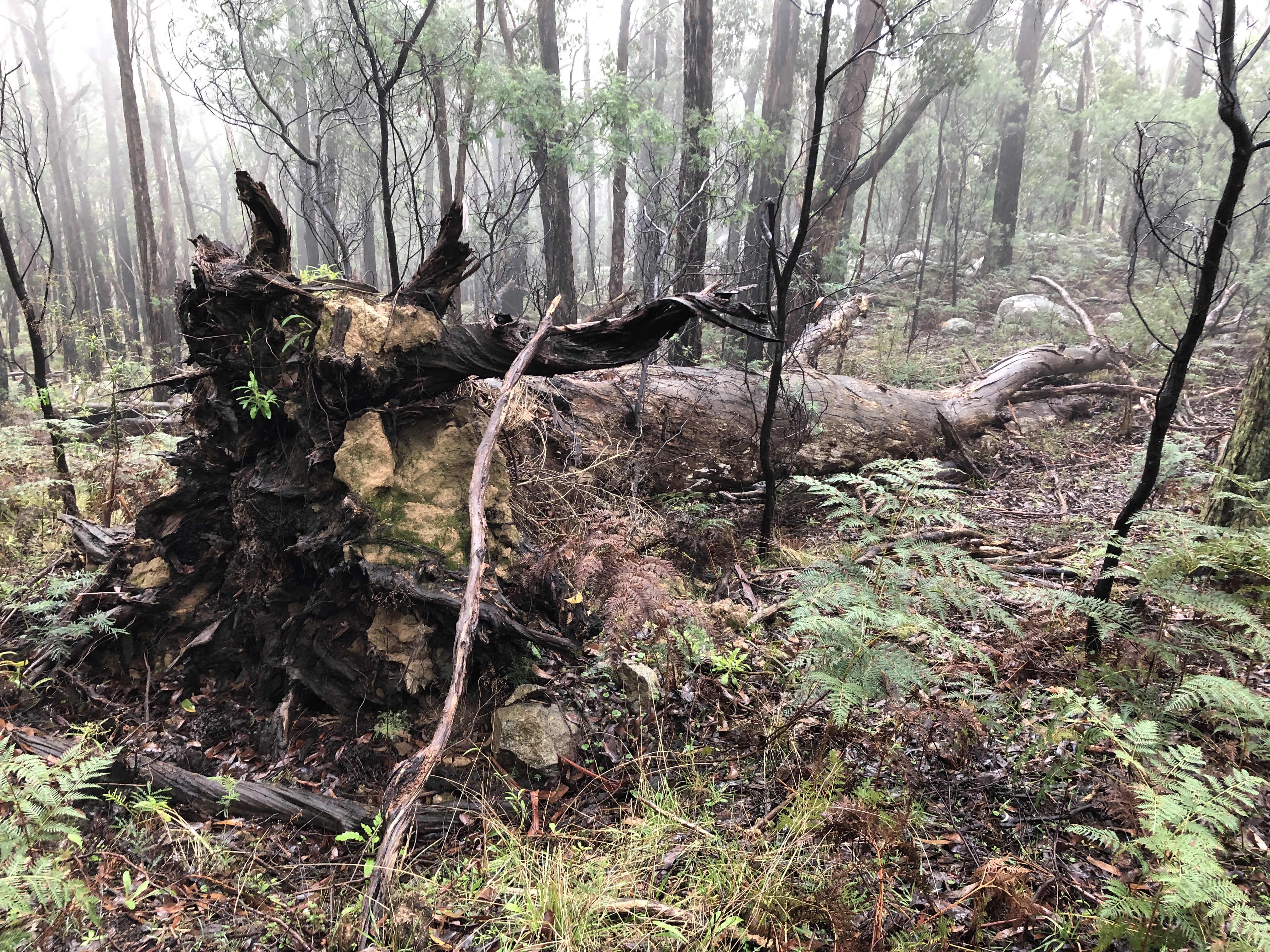 Large fallen tree in Australian bush.