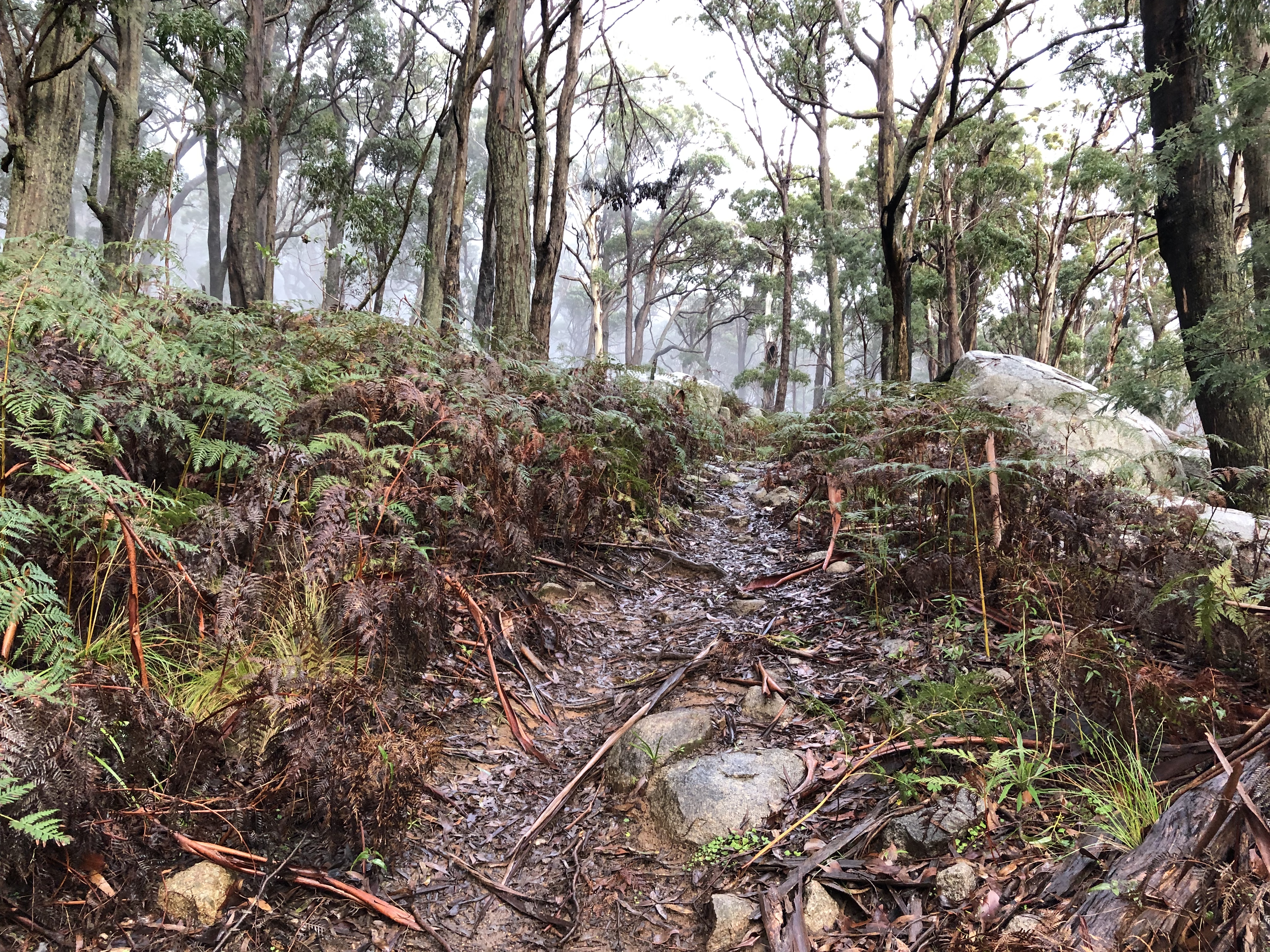 A wet, rocky walking track.