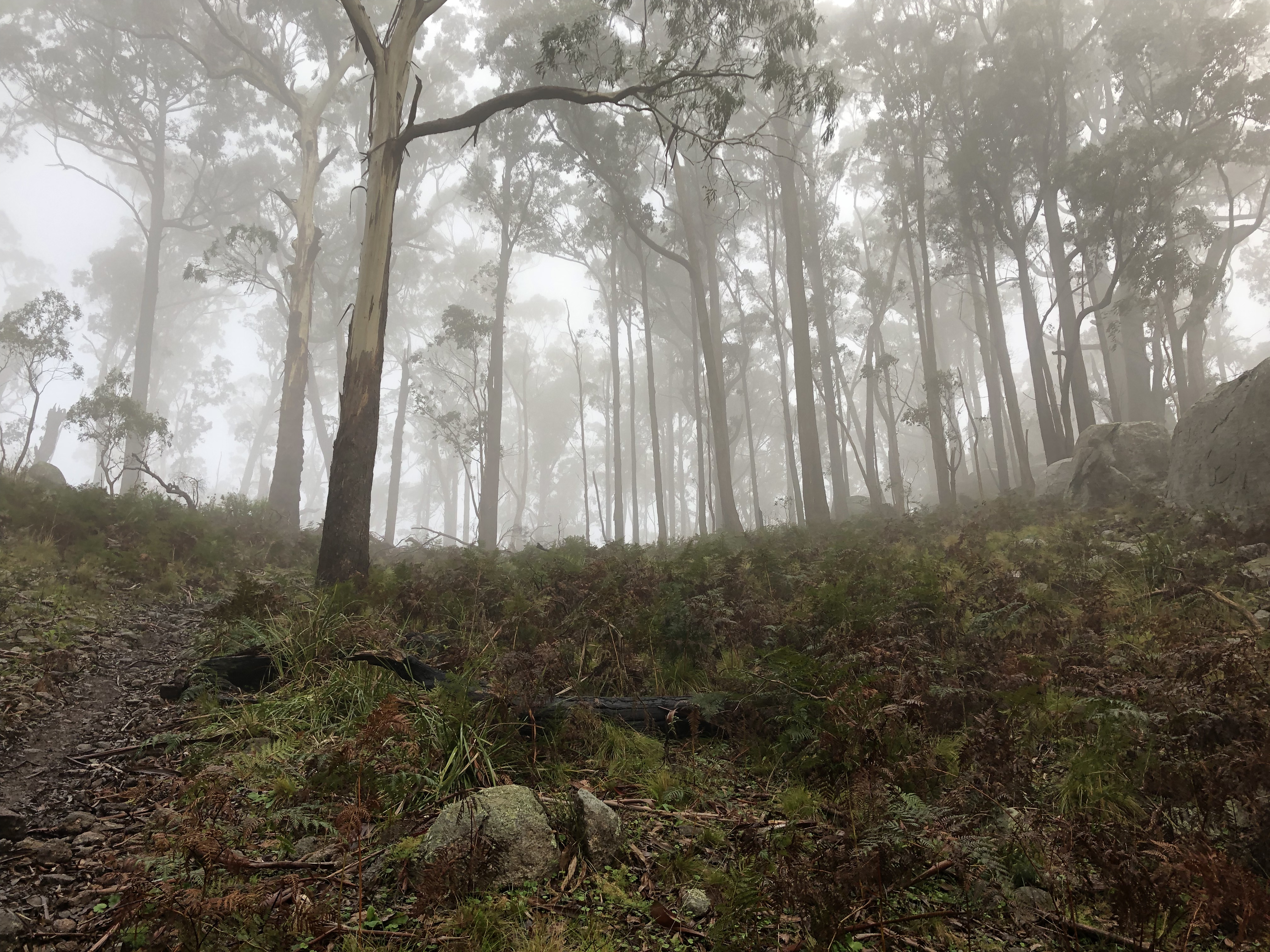 A foggy scene on the side of a hill.