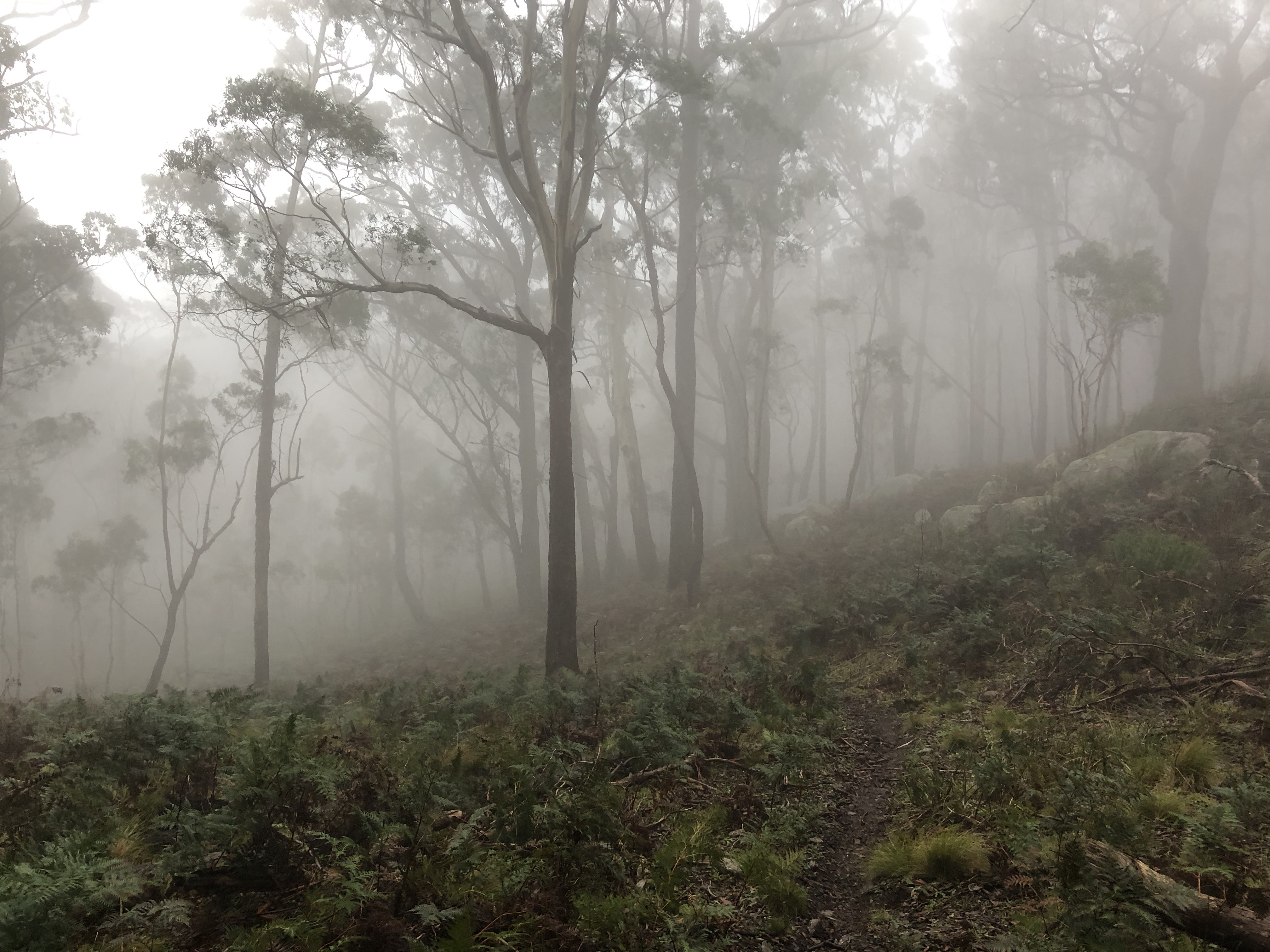 Foggy conditions in the Australian bush (visibility < 40m).